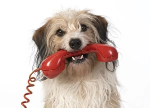Images Dated 11th March 2020: DOG, cross breed holding phone in its mouth