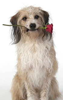 Images Dated 11th March 2020: DOG, cross breed holding a red rose in its mouth