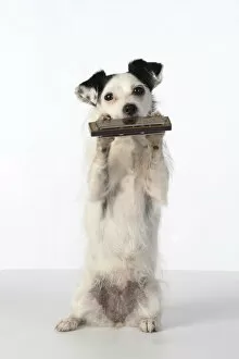 On Back Legs Gallery: DOG, cross breed jack Russell, sitting up playing a mouth organ / harmonica, studio