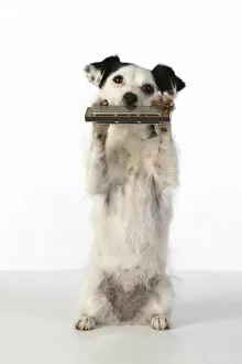 Images Dated 20th July 2020: DOG, cross breed jack Russell, sitting up playing a mouth organ / harmonica, studio