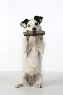 Jack Prints: DOG, cross breed jack Russell, sitting up playing a mouth organ / harmonica