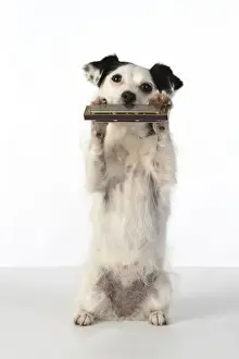 DOG, cross breed jack Russell, sitting up playing a mouth organ / harmonica, studio, white background