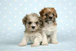 Dog - Cross breed puppy in front of dotted background