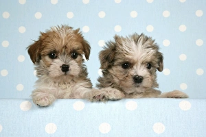 Dog - Cross breed Puppy peeking over cloth