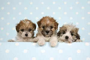 Dog - Cross breed Puppy peeking over cloth