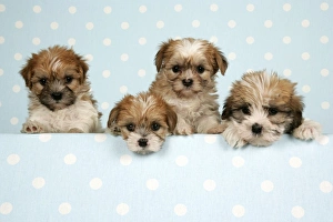 Dog - Cross breed Puppy peeking over cloth