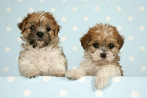 Dog - Cross breed Puppy peeking over cloth