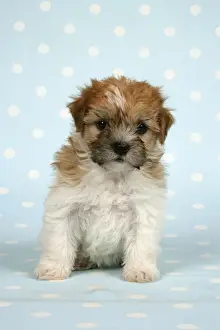 Mongrel Prints: Dog - Cross breed puppy in front of dotted background