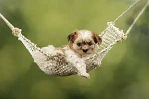 Dog - Cross breed Puppy in hammock