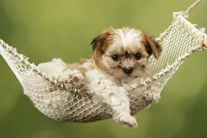 Mongrel Prints: Dog - Cross breed Puppy in hammock