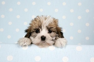 Dog - Cross breed Puppy peeking over cloth