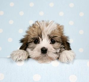 Dog - Cross breed Puppy peeking over cloth