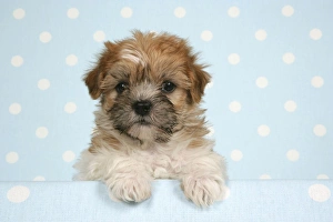 Dog - Cross breed Puppy peeking over cloth
