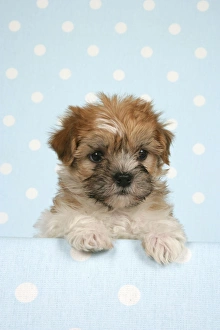 Dog - Cross breed Puppy peeking over cloth
