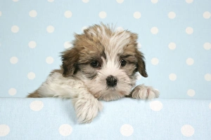 Dog - Cross breed Puppy peeking over cloth
