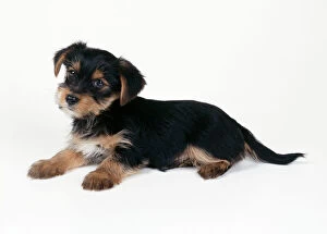 DOG - cross breed puppy, Yorkshire Terrier X Jack Russell cross