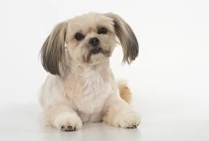 Images Dated 20th July 2016: Dog cross breed Shih Tzu/ Lhasa Apso ?