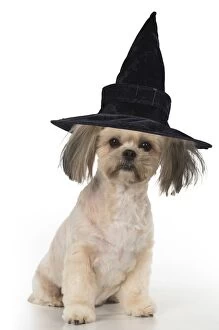 Images Dated 20th July 2016: DOG. cross breed Shih Tzu/ Lhasa Apso wearing witches