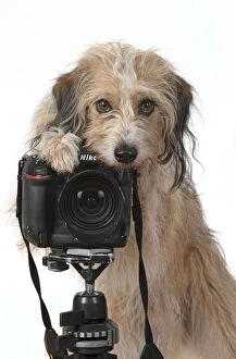 Behind Gallery: DOG. Cross breed, sitting behind a camera, paw
