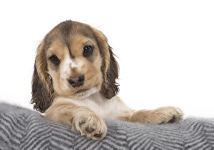 DOG. Cute Cocker Spaniel puppy with paws over cushion