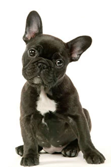 DOG - Cute French Bulldog Puppy with cocked head
