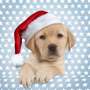 Dog - Cute Yellow Labrador Puppy wearing a Christmas Hat