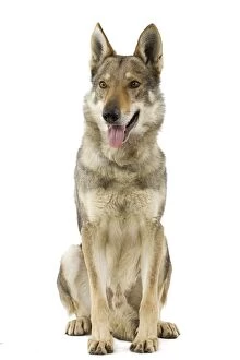 Images Dated 12th March 2006: Dog - Czechoslovakian Wolfdog