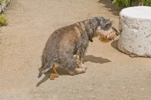 Pavement Prints: Dog - Dachshund defeacating