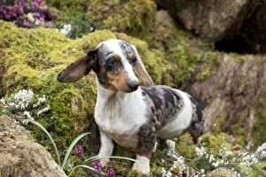 Images Dated 19th March 2014: Dog - Dachshund in moss & heather Dog - Dachshund in moss & heather
