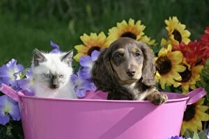 Bucket Gallery: Dog - Dachshund / Teckel puppy and Siamese Kitten