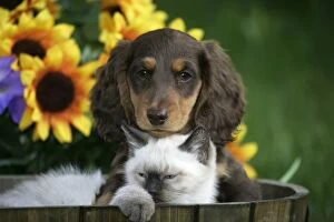 Bucket Gallery: Dog - Dachshund / Teckellong-haired puppy