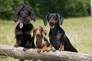 Dog - Dachshunds - wire - smooth