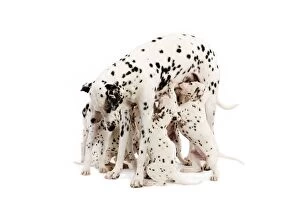 Images Dated 26th December 2008: Dog - Dalmatian