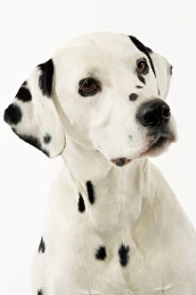 Images Dated 12th March 2006: Dog - Dalmatian