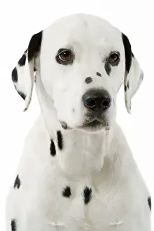 Dog - Dalmatian