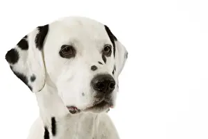 Dog - Dalmatian