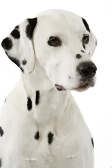 Dog - Dalmatian