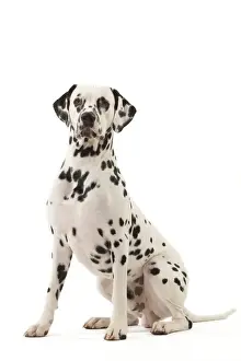 Dog - Dalmatian