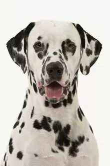 Images Dated 22nd October 2011: Dog - Dalmatian