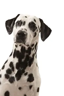 Dog - Dalmatian