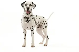 Dog - Dalmatian