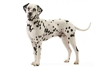 Dog - Dalmatian