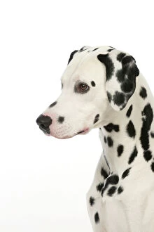 Patterns Collection: DOG - Dalmatian (head shot)