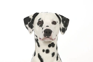 DOG - Dalmatian (head shot)