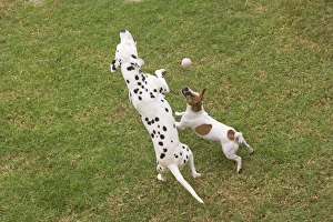 Images Dated 27th March 2000: Dog - Dalmatian & Jack Russell Terrier playing with tennis ball