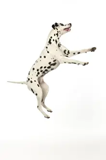 DOG - Dalmatian jumping