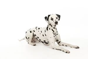 DOG - Dalmatian laying down