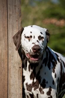 Images Dated 28th March 2012: DOG - Dalmatian (liver) looking around fence