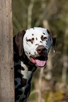 Images Dated 28th March 2012: DOG - Dalmatian (liver) looking around fence