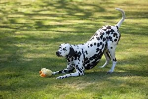 DOG - Dalmatian (liver) playing with stuffed toy